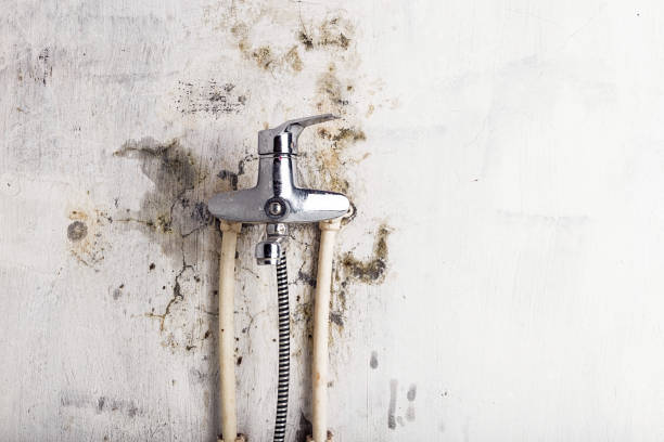 Best Mold Removal and Inspection  in Munsey Park, NY