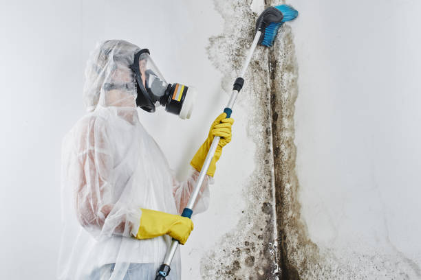 Best Mold Testing  in Munsey Park, NY