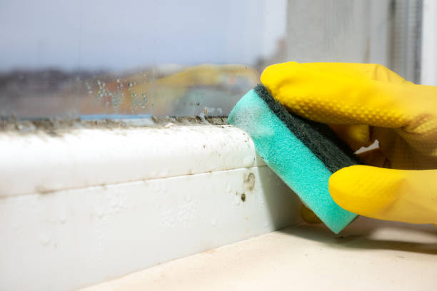 Munsey Park, NY Mold Removal Company