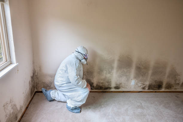 Mold Removal and Inspection in Munsey Park, NY