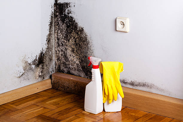 Best Mold Damage Repair  in Munsey Park, NY