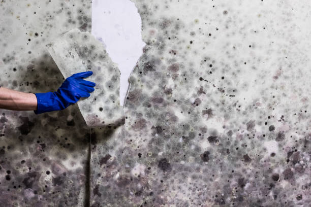 Best Professional Mold Removal  in Munsey Park, NY