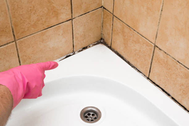 Best Toxic Mold Removal  in Munsey Park, NY